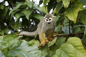 Common squirrel monkey in a tree in the rainforest Suriname