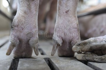Landrace pig feet on slatted Industrial breeding s