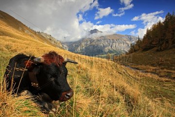 Herens cow lying in mountain pasture Valais Switzerland