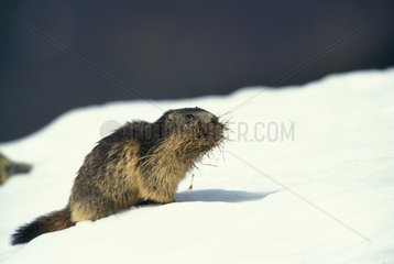 Alpine Marmot transporting feed to its litter