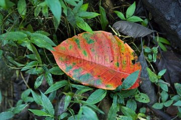 Red dead leaf Tortuguera National Park Costa Rica
