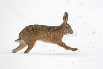 European hare running in snow Great Britain