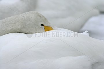Porträt eines Whooper Swan schlafend UK