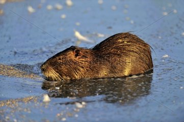 Coypu in water in the Camargue