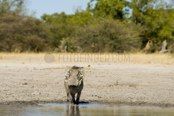 Desert Warthog walking into water Botswana