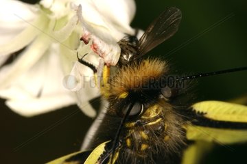 Butterfly lion devouring a fly Aude France