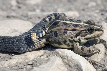 Grass Snake swallowing a frog Bulgaria