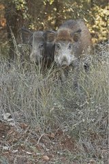 Wildschweine im Rock von Wald Frankreich