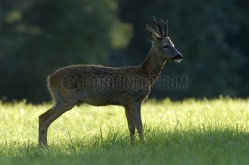 Yearling male deer in a clearing in autum Vosges France 2004