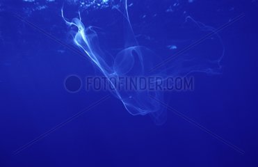 Rejet de lait d'un baleineau Polynésie Française