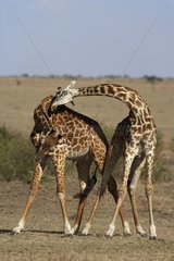 Fights Giraffes Masaï Réserve of Masaï Mara Kenya