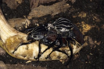 Mating of Goliaths on a fruit on the ground Cameroon