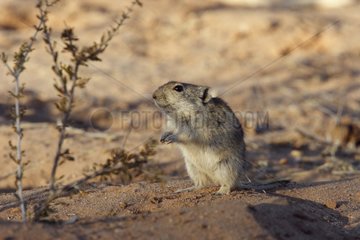 Brants's whistling rat Kgalagadi NP South Africa