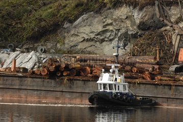 Transport of timber logs on a barge Canada