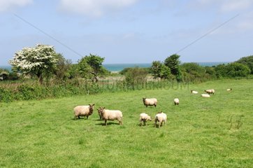 Schafe in einem Wiesen Landemer Frankreich