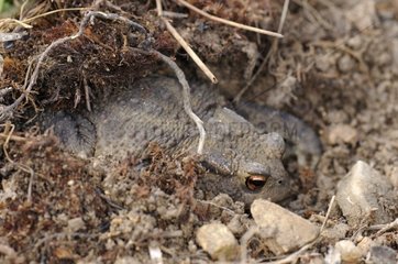 Common toad in earth France