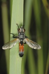 Tachinid Fly posed on a leaf