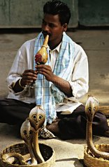 Snake charmer with his Indian cobras India
