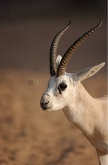 Sand Gazelle in the desert United Arab Emirates