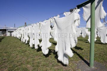 Sheep skins dying in sun Napier New Zealand