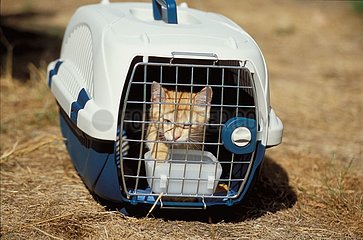 10 -Wochen -Kätzchen in einer Transportbox