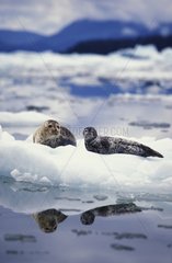 Female Harbor Seal and its calf watching Alaska