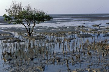 Zone de mangrove à marée basse Australie