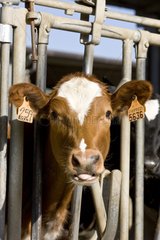 Red Holstein -Kalb in einem Fütterungsstillstand Italien