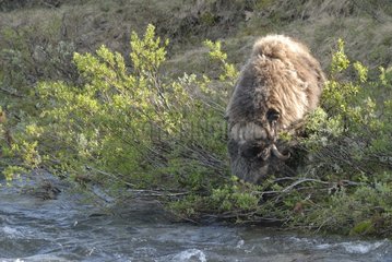 Muskox grazing on the edge of a torrent Dovrefjell NP Norway
