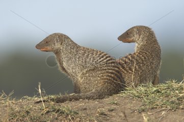 Banded mongoose on mound Masai Mara Kenya