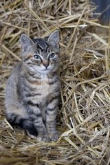 Kitten sitting on a pile of straw in Bavaria Germany
