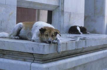 Hunde  die auf Denkmal von Marmor Thailand gelegt wurden