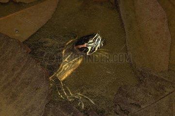 Yellow-bellied Slider swimming among dead leaves Guadeloupe