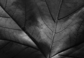 Detail of a leaf veins France