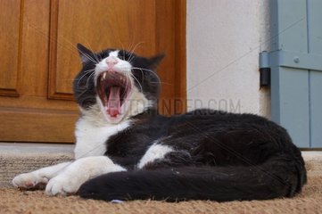 Chat noir et blanc baillant couché devant une porte