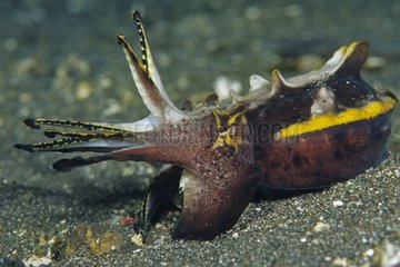 Flamboyant Cuttlefish in defensive posture Indonesia