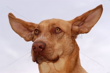 Porträt eines Bastardhundes mit getrennten Ohren