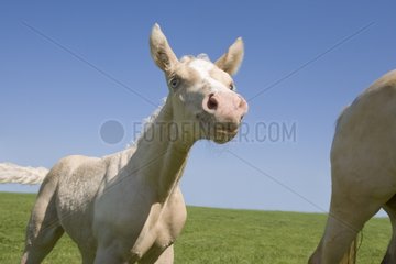 Portrait of a foal in front view