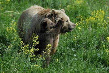 Brown bear with cub Bayerisher Wald Germany