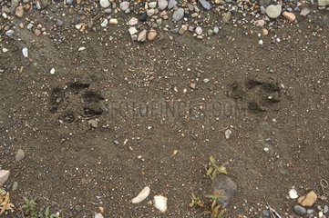 Trace of American Wolf on soil Denali NP Alaska USA