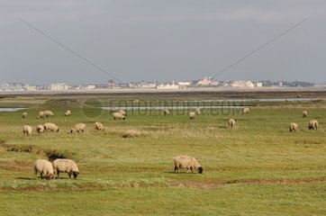 Sheeps in a meadow on the coast St-Valery-sur-Somme France