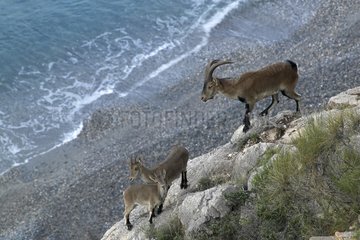 Young Spanish ibex and their mother on a cliff Spain