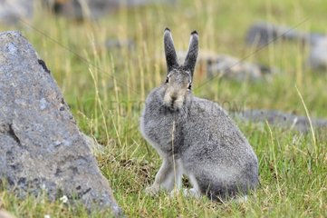 Arctic Hare in tundra Somerset Island Nunavut Canada