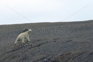 Polar bear climbing on a hill on Bathurst Island Canada