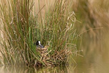 Incubating Common Coot France