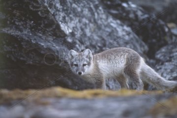 Junger arktischer Fuchs Isfjorden Spitzberg