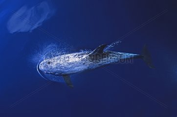 Risso's Dolphin swimming below the surface Ligurian Sea