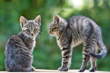Two Kittens tiger perched on a wall Oberbruck Haut-Rhin