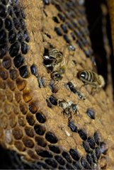 Bees on a honeycomb and on cells of their nest