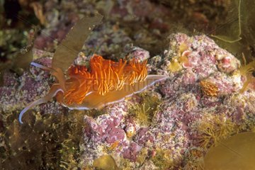 Nudibranch mediterran auf dem Rock Rose Frankreich